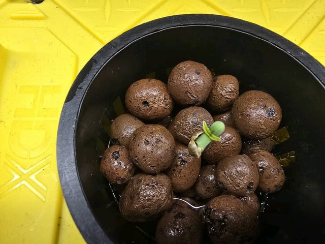 Oceanz 16 — grow_setup, day 1