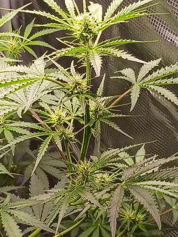 black gorilla feminized  — flower, day 18