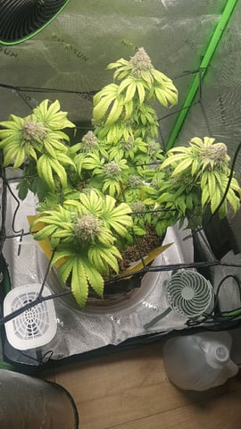 Critical Purple Kush — flower, day 141