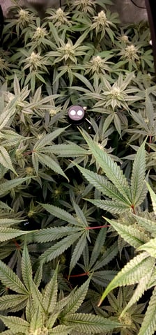 Found my Females... Game On! — flower, day 164