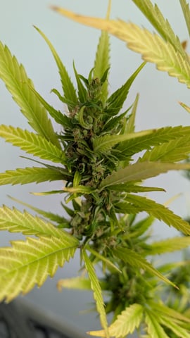 Sativa Grow Outdoor 2025