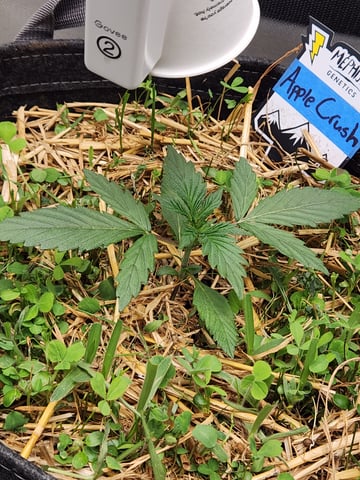 Mephisto Apple Crush and Pop tart OG in Nature's Living Soil.  — seedling_rooting, day 17