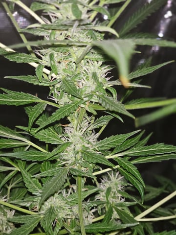 og kush — flower, day 1