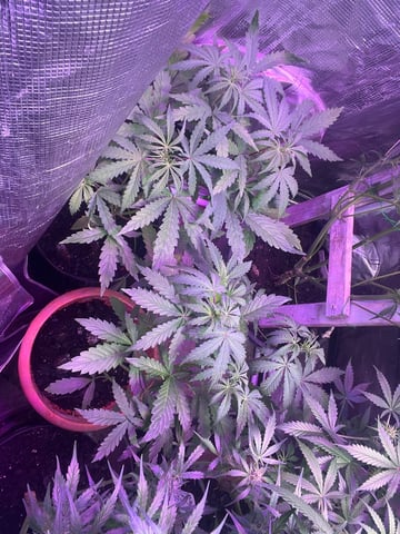 CMA  — vegetative, day 34