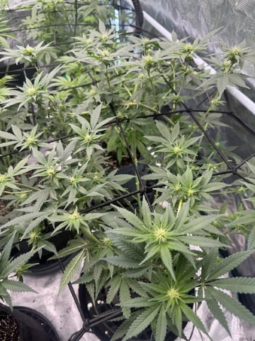  godfather OG — flower, day 60