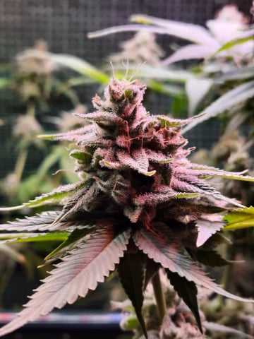 missing pieces — flower, day 122