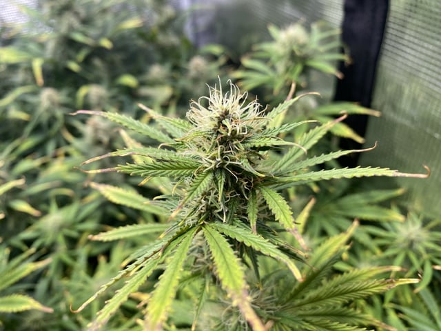 Auto Run #1 2025-2026 — flower, day 75
