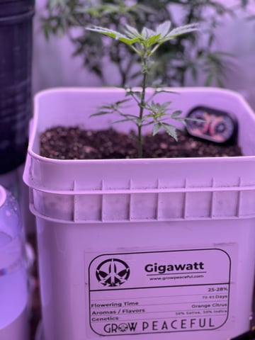 Gigawatt  — vegetative, day 60