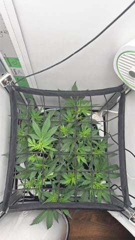 Indoor & Outdoor Grow 6 — vegetative, day 26