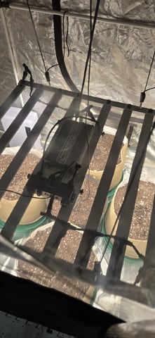 Highly Educated X Lemon Haze — seedling_rooting, day 1