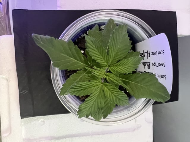 Inside Mother Plants