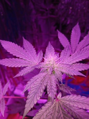 triangle kush  — flower, day 72