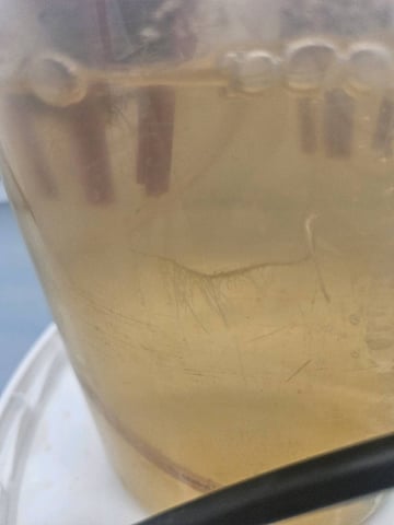 PITA — seedling_rooting, day 20