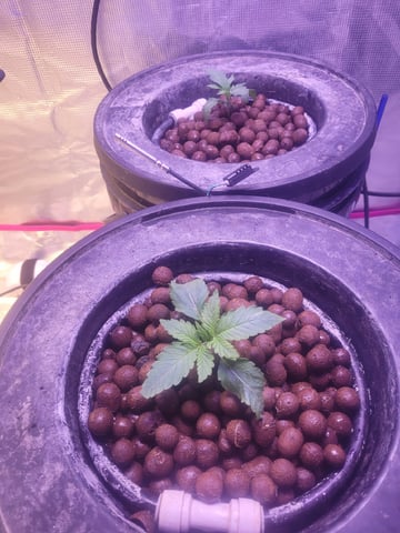 Making Crosses  — vegetative, day 56