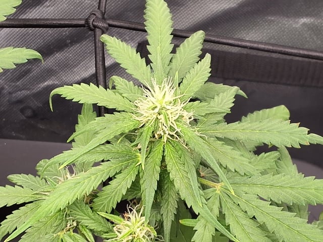 STELLA — flower, day 73