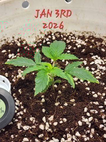 Dos Si Dos. Indica — seedling_rooting, day 9