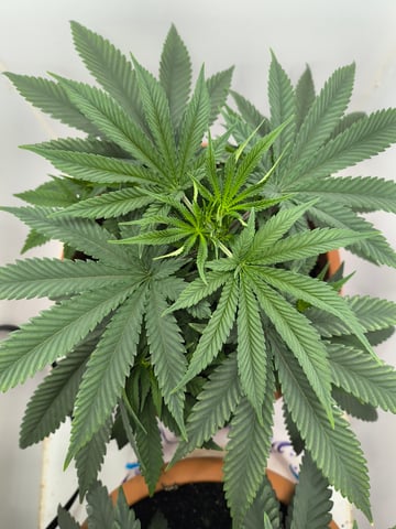 unknown strain 1st grow — vegetative, day 25