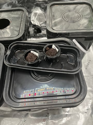2nd grow — germination, day 1