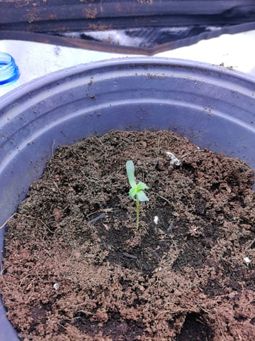 First grow in first set up — seedling_rooting, day 14