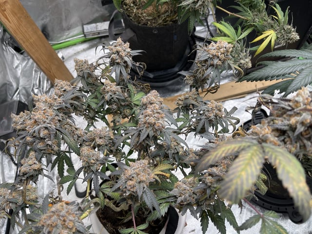 Fruity Pebbles  — flower, day 112