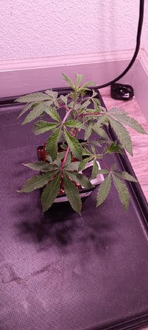 FKAFL — vegetative, day 7