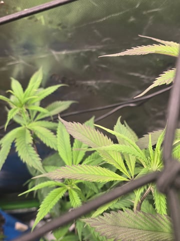 MAIN ROOM — flower, day 23