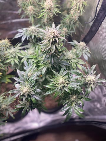 Auto Run #1 2025-2026 — flower, day 89