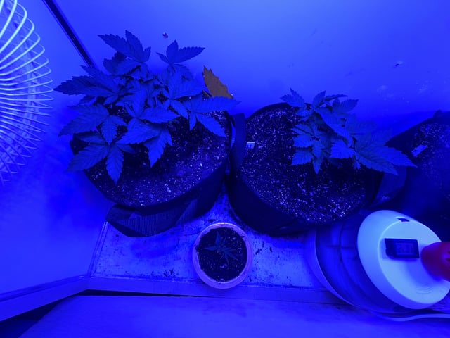 Gelly Mama and Sugar Tree — vegetative, day 52