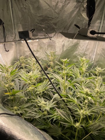 Mainely Organic Mix — flower, day 49