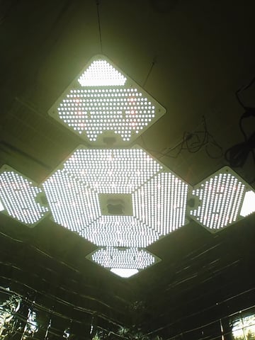 Seedman mix auto & seedman mix auto & GodFather OG — none, day 11