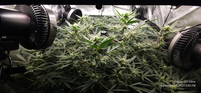 Found my Females... Game On! — flower, day 157