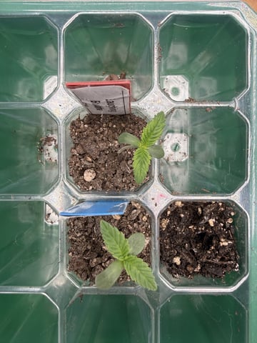 First photo Plant Grow 