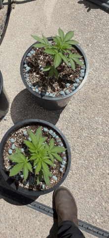 Forbidden Fruit — vegetative, day 34