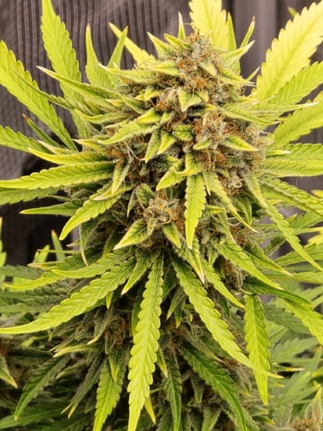 Gummies Bear & Blackberry Auto — flower, day 73