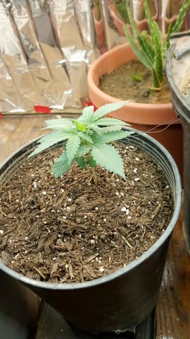 Jack hearer/Jack the ripper? — seedling_rooting, day 30