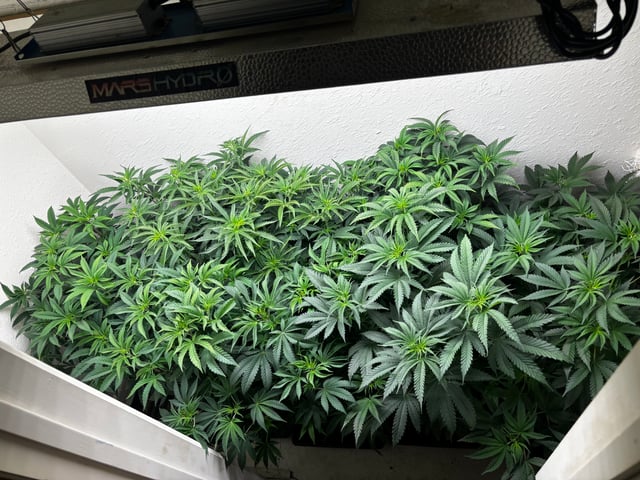 Outdoor Grow — vegetative, day 59