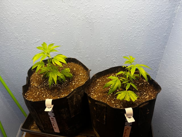 Mixed Freebies — vegetative, day 35