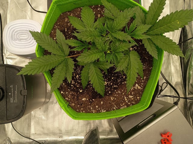 FastBuds Photo-Lemon Mandarin  — vegetative, day 32