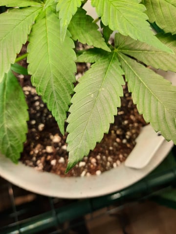 missing pieces — vegetative, day 32