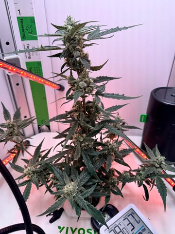 Mindfield - with Girl Scout Cookies (auto) — flower, day 28