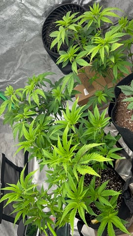 CB (Fem Photo) — flower, day 25