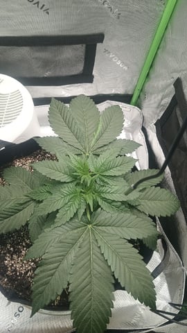 Critical Purple Kush — vegetative, day 45