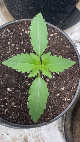Super Boof  — vegetative, day 15