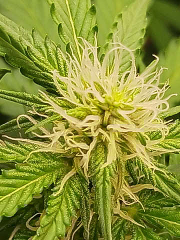 black gorilla feminized  — flower, day 21