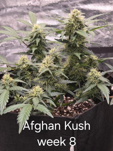 1st grow — flower, day 47