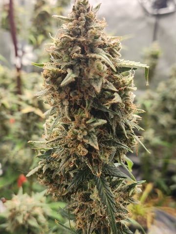 Mephisto Apple Crush in Nature's Living Soil 