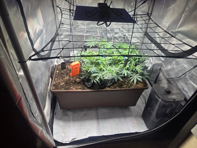 White rhino — vegetative, day 42