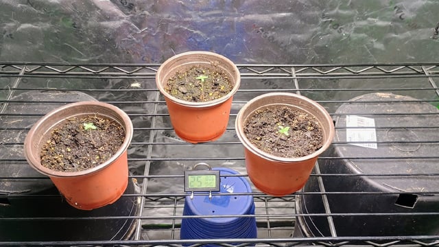 4 Plant Maddog724 Batch 0001-01 — seedling_rooting, day 5