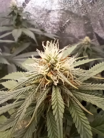All Aboard!!! — flower, day 98