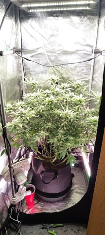winter grow — flower, day 112